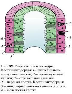 Где взять ссылку на кракен